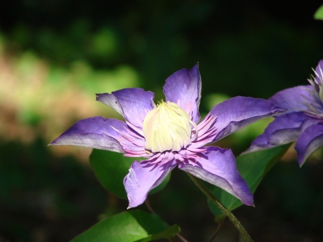 klematis plavi cvijet